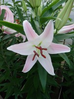 [4208 Pink Secret No202.JPG]